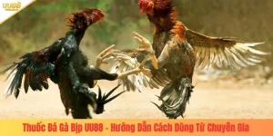 thuốc đá gà bịp uu88